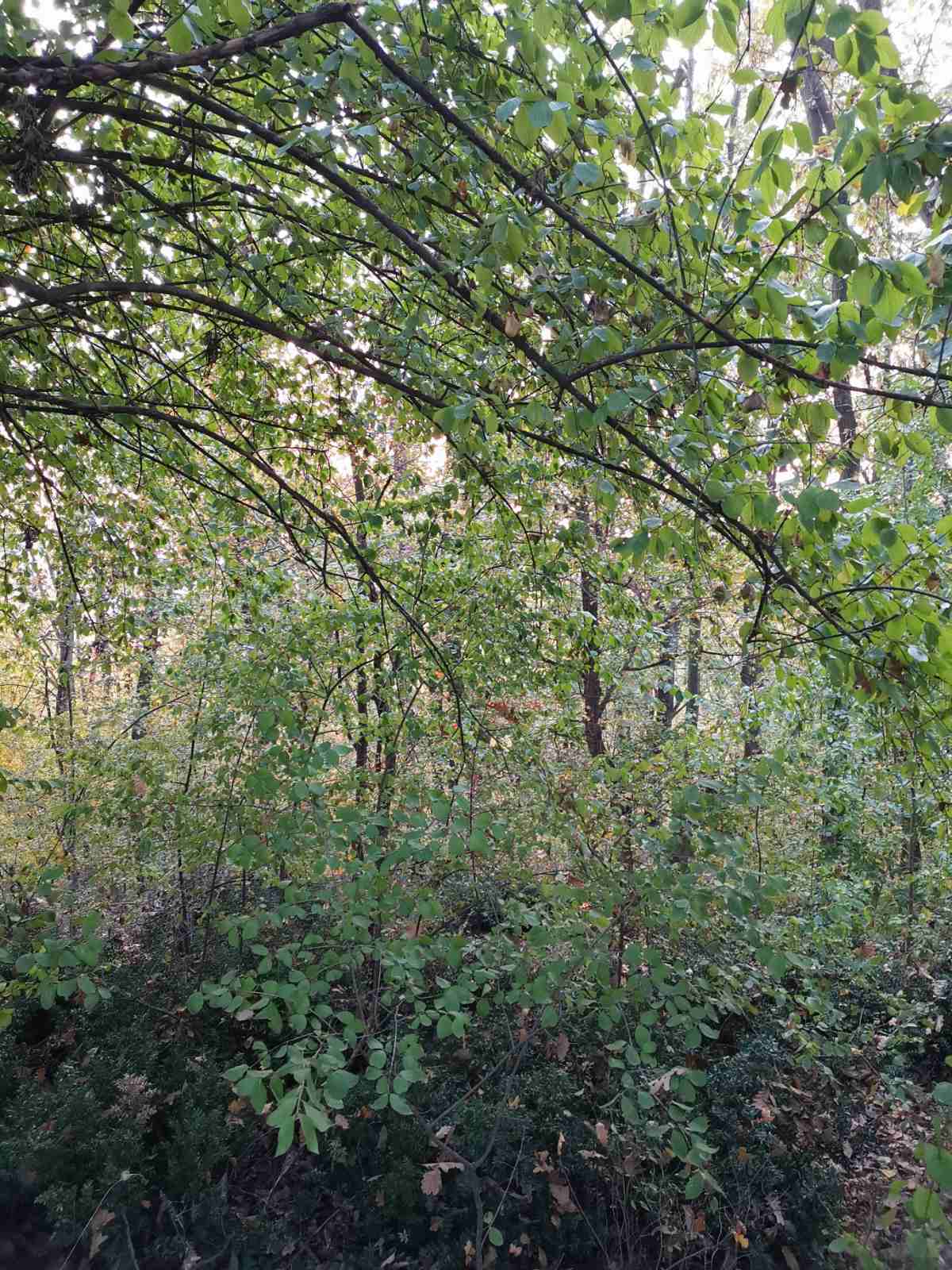 Županjac, Lazarevac, ,Zemljište,Prodaja,1361 Županjac, Lazarevac, ,Zemljište,Prodaja,1361